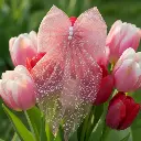 gemini-2.5-flash-image-preview (nano-banana)_extract_the_bow_from (2).webp